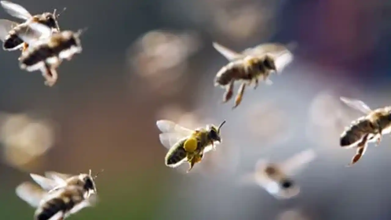 Are procurement professionals honey bees of the organization
